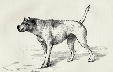 Chien approchant un autre chien avec des intentions hostiles, de 